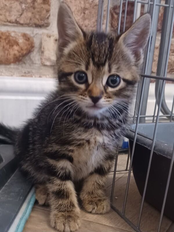 Bengal kittens for sale in Chesterfield, Derbyshire – 8 weeks old