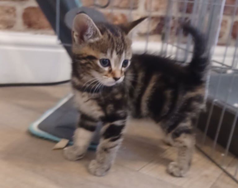 Bengal kittens for sale in Chesterfield, Derbyshire – 8 weeks old - Image 2 of 3