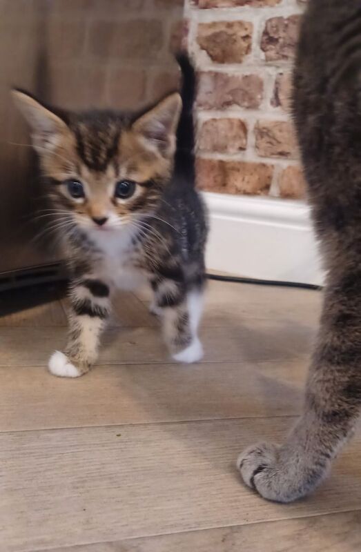 Bengal kittens for sale in Chesterfield, Derbyshire – 8 weeks old - Image 3 of 3
