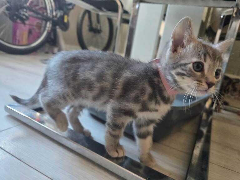 Bengal X Kittens READY NOW!