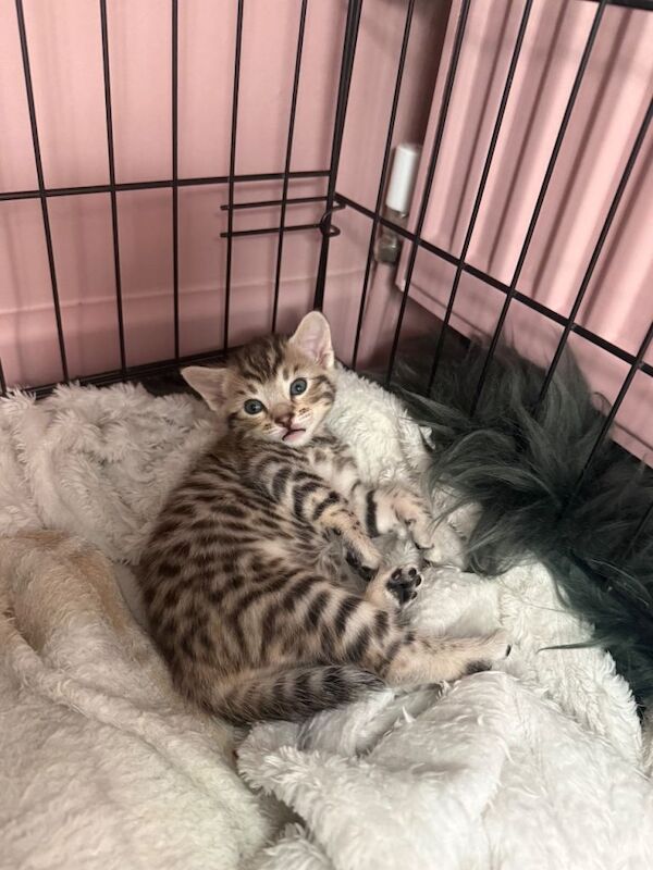 Bengal X Maine Coon Kittens
