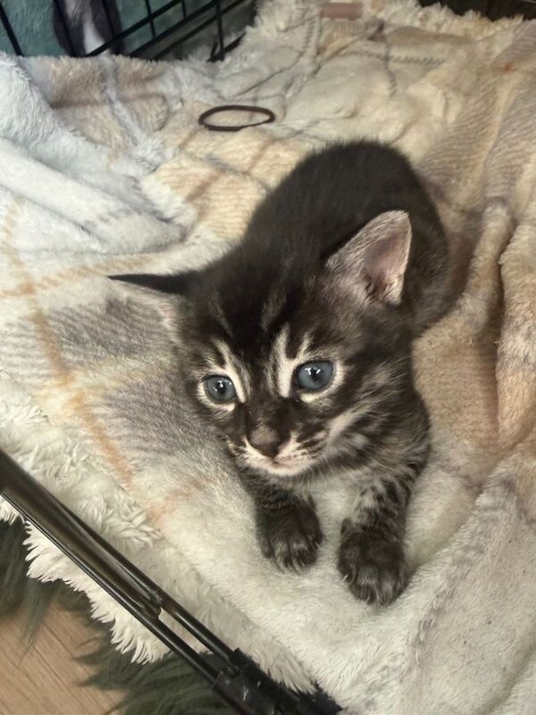 Bengal X Maine Coon Kittens - Image 2 of 6