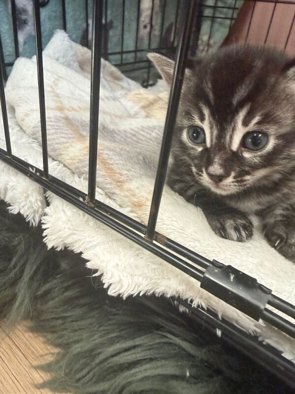 Bengal X Maine Coon Kittens - Image 3 of 6