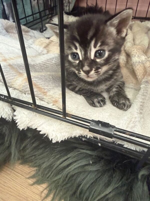 Bengal X Maine Coon Kittens - Image 4 of 6