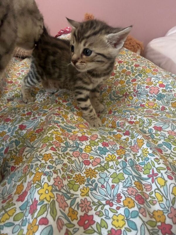 Bengal X Maine Coon Kittens - Image 5 of 6