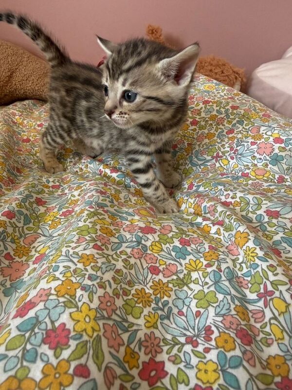 Bengal X Maine Coon Kittens - Image 6 of 6