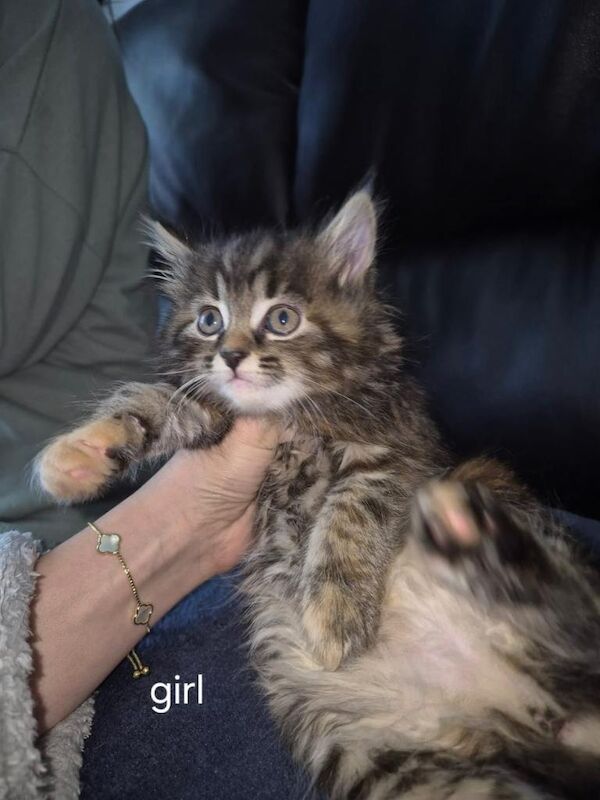 Bengal x Maine coon kittens