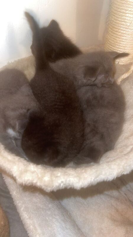 bengal x norwegian forest cat kittens