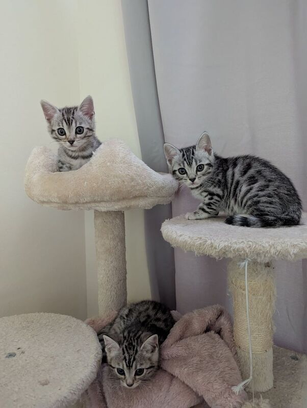 Bengal x Ragdoll/American shorthair for sale in Isle of Dogs, Greater London | Image 2
