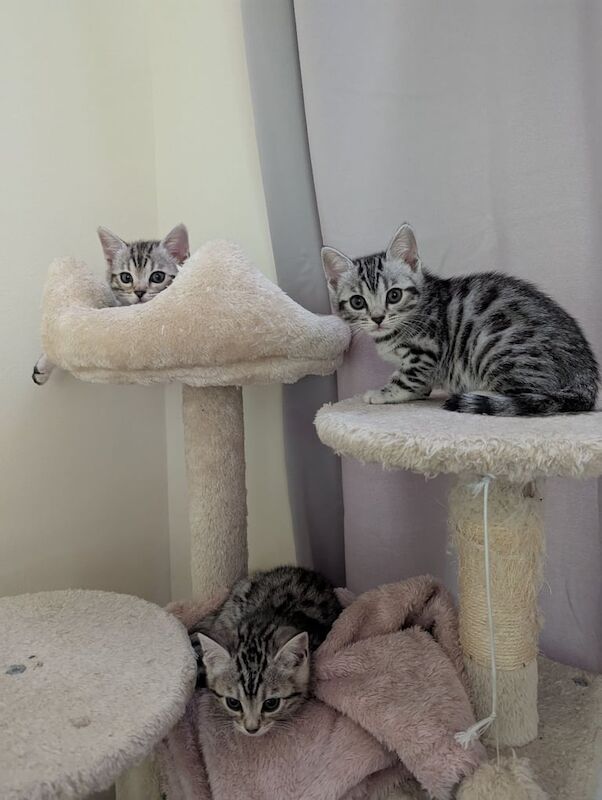 Bengal x Ragdoll/American shorthair for sale in Isle of Dogs, Greater London - Image 3