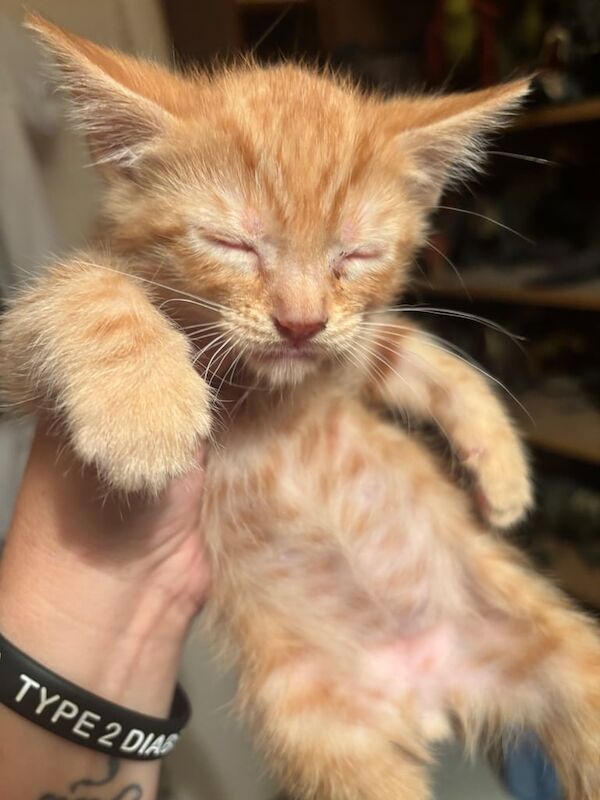 Bengal kittens for sale in New Alresford, Hampshire – 9 weeks old