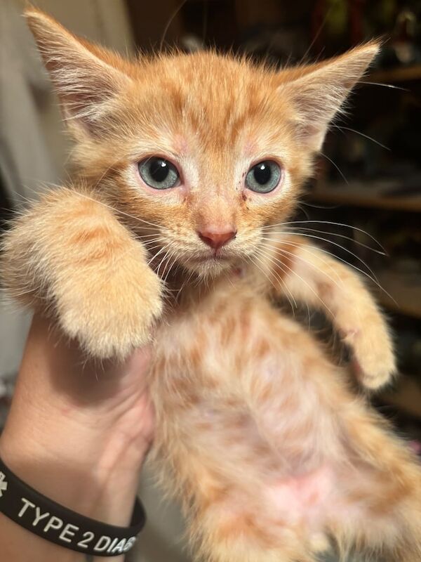 Bengal kittens for sale in New Alresford, Hampshire – 9 weeks old - Image 2 of 3