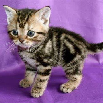 Bengal x Siamese kittens for sale in Keynsham, Somerset