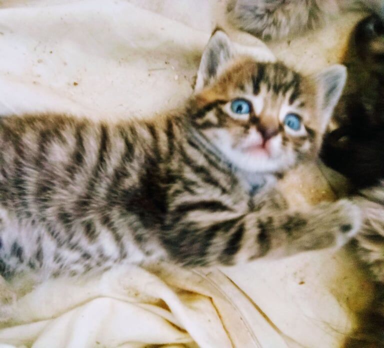 Bengal x Siamese kittens for sale in Keynsham, Somerset | Image 2