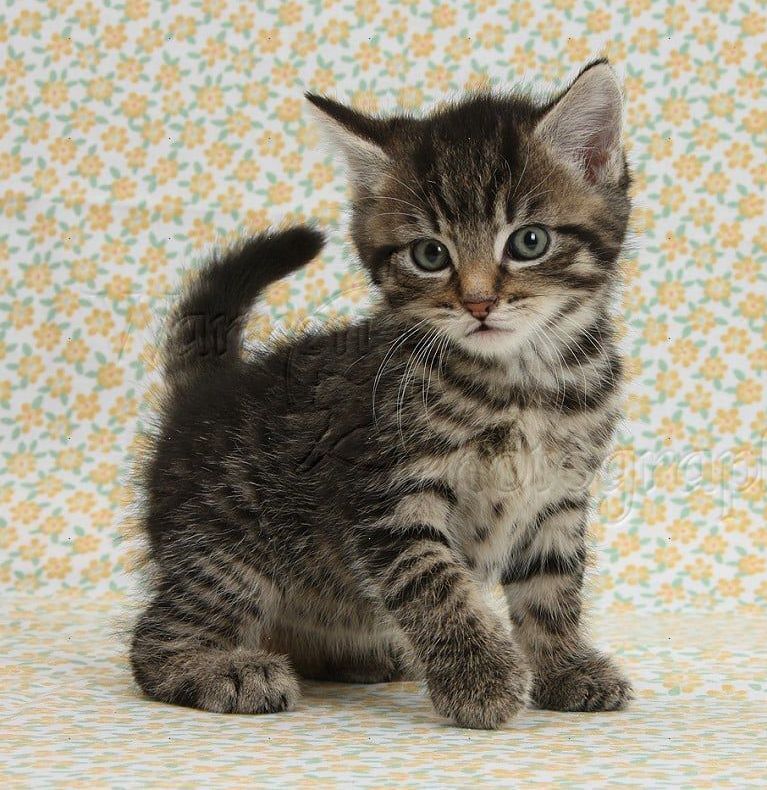 Bengal x Siamese kittens for sale in Keynsham, Somerset | Image 3