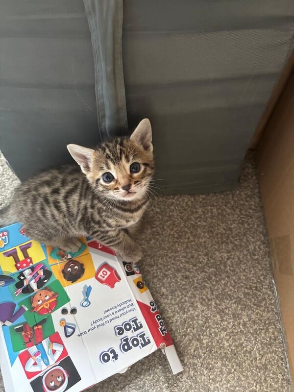 Bengal kittens for sale in Eltham, Greater London – 8 weeks old