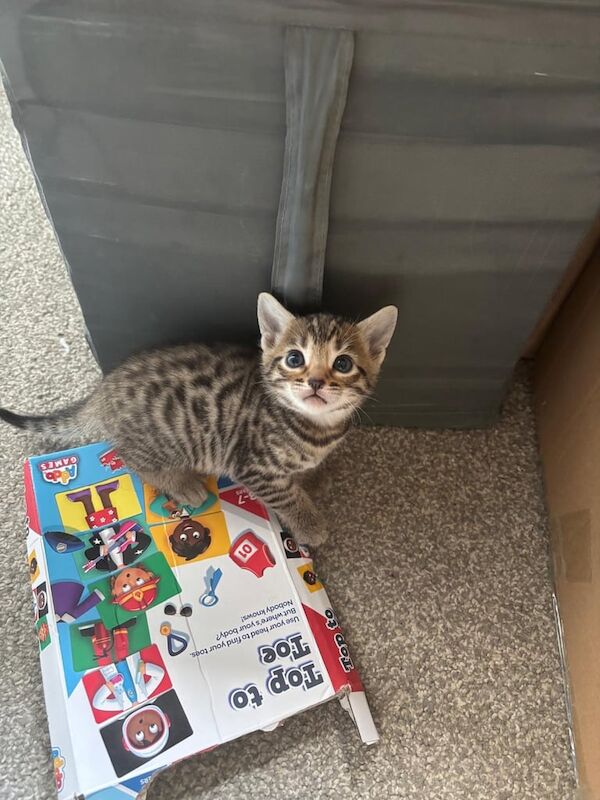 Bengal kittens for sale in Eltham, Greater London – 8 weeks old - Image 2 of 3