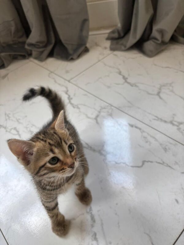 Bengal kittens for sale in Eltham, Greater London – 8 weeks old - Image 3 of 3