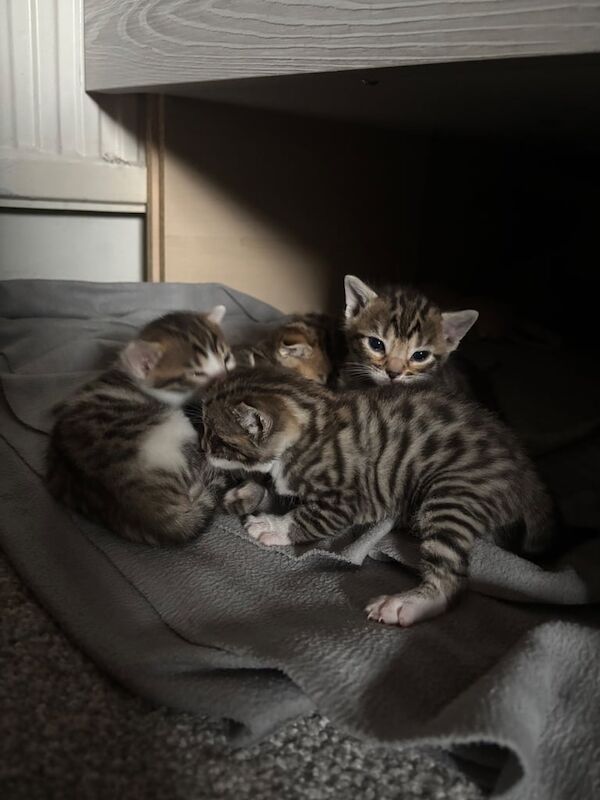 Bengal X Siberian Kittens (Mother is TICA registered) for sale in Eltham, Greater London