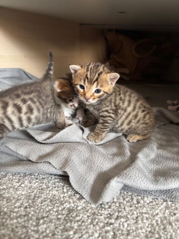 Bengal X Siberian Kittens (Mother is TICA registered) for sale in Eltham, Greater London | Image 2