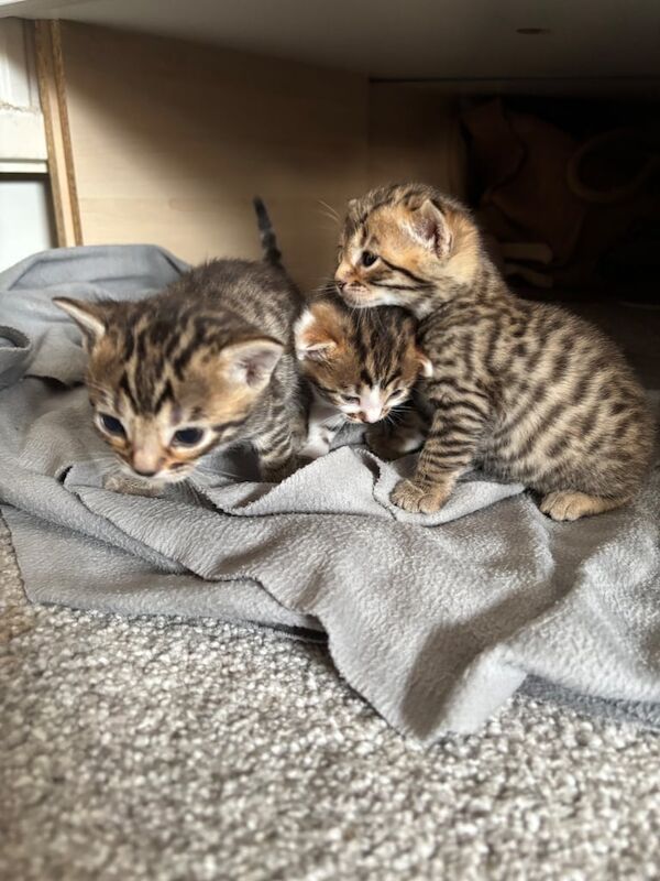Bengal X Siberian Kittens (Mother is TICA registered) for sale in Eltham, Greater London | Image 3