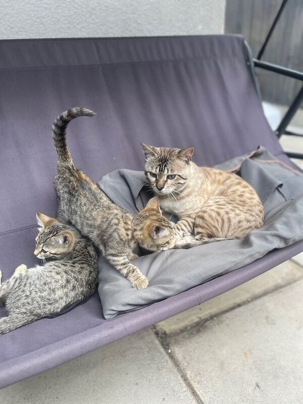 Bengal kittens for sale in Luton, Bedfordshire – 11 weeks old
