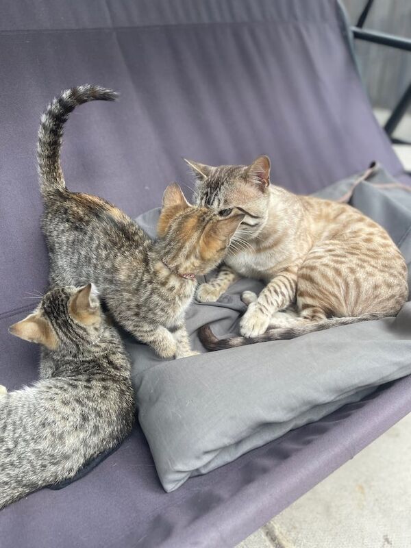 Bengal kittens for sale in Luton, Bedfordshire – 11 weeks old - Image 2 of 3