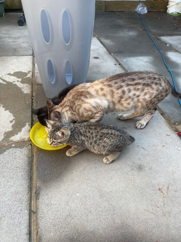 Bengal kittens for sale in Luton, Bedfordshire – 11 weeks old - Image 3 of 3