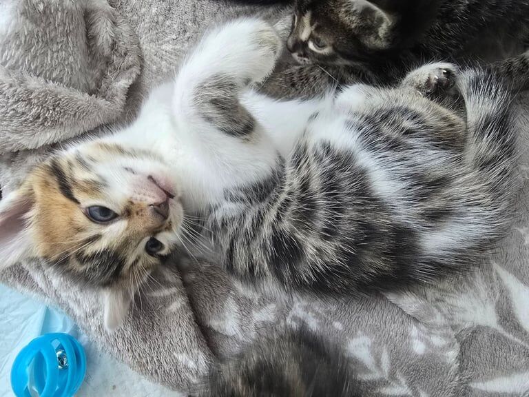 Bengal x Tabby for sale in Croydon, Greater London