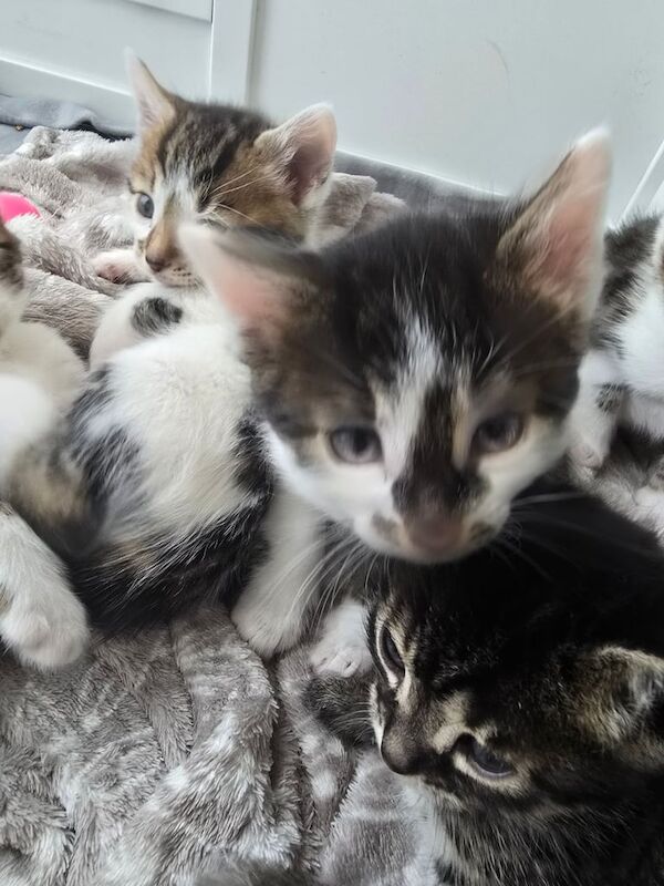 Bengal x Tabby for sale in Croydon, Greater London | Image 2