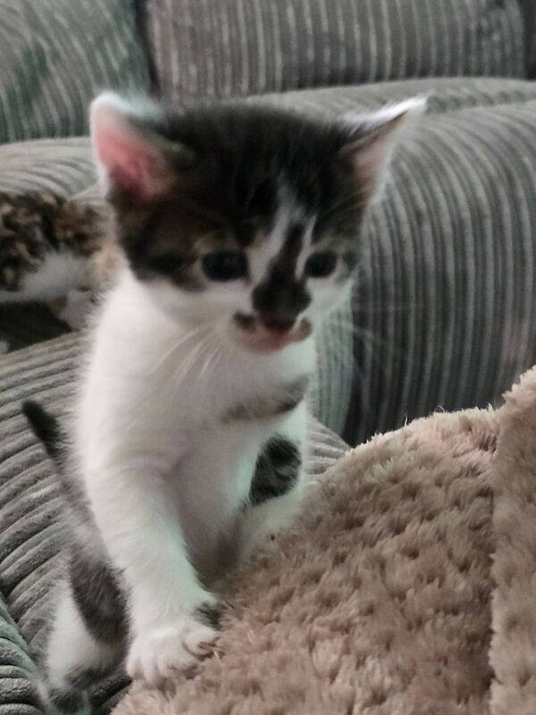 Bengal x Tabby for sale in Croydon, Greater London | Image 3