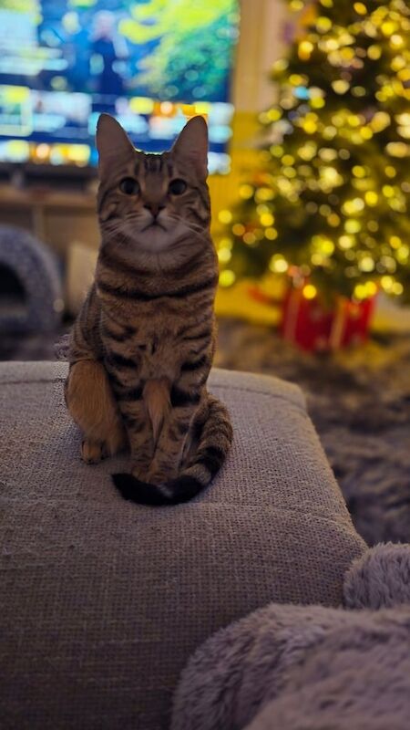 Bengal kittens for sale in Lewes, East Sussex – 2 years old