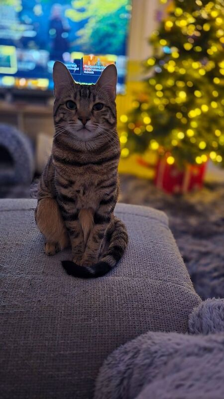 Bengal kittens for sale in Lewes, East Sussex – 2 years old - Image 3 of 5