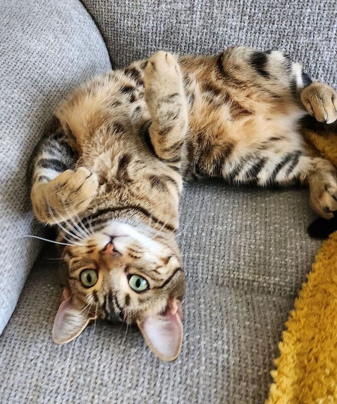Bengal kittens for sale in Lewes, East Sussex – 2 years old - Image 4 of 5