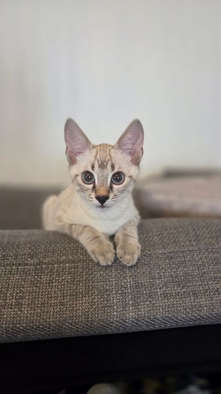 Bengal kittens for sale in Barking, Greater London – 6 months old - Image 3 of 3