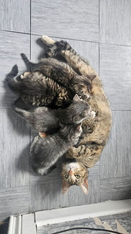 Bengal x tabby kittens for sale in Ballymena, County Antrim