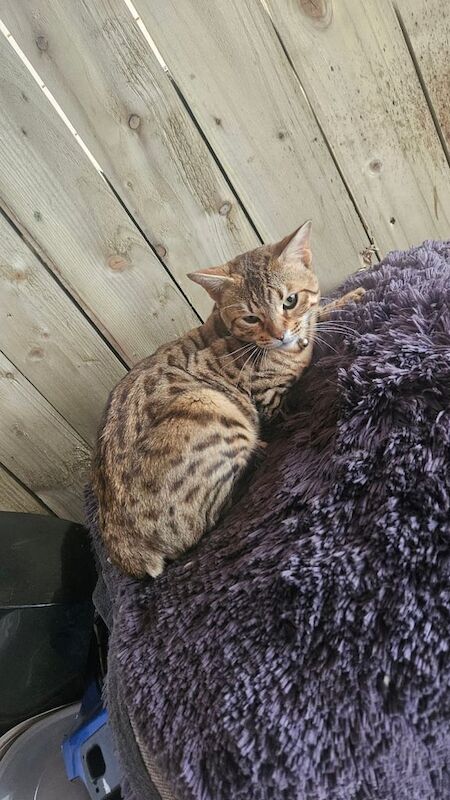 Bengal x tabby kittens for sale in Ballymena, County Antrim | Image 2