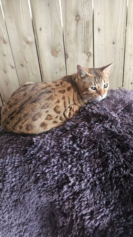 Bengal x tabby kittens for sale in Ballymena, County Antrim - Image 3