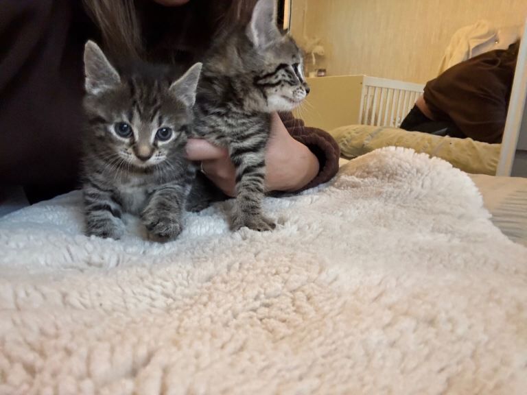 Bengal kittens for sale in Basildon, Essex – 7 weeks old
