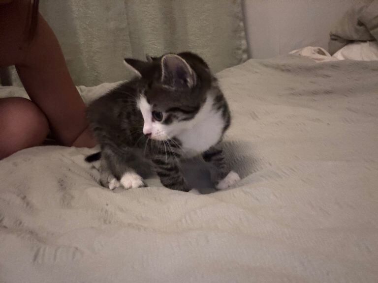 Bengal kittens for sale in Basildon, Essex – 8 weeks old - Image 5 of 5