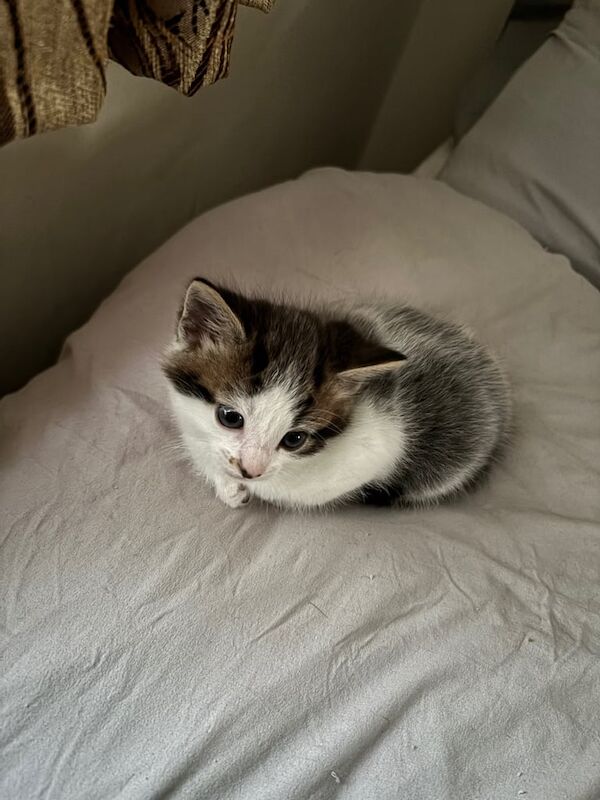 Bengal x tabby Kittens for sale in Barnet, Greater London