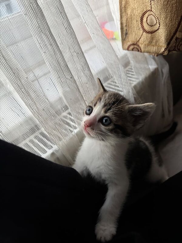 Bengal x tabby Kittens for sale in Barnet, Greater London | Image 2