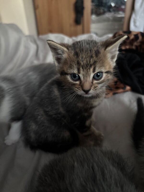 Bengal x tabby Kittens for sale in Barnet, Greater London | Image 3