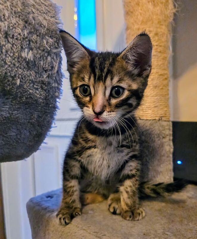 Bengal kittens for sale in Colchester, Essex – 8 weeks old