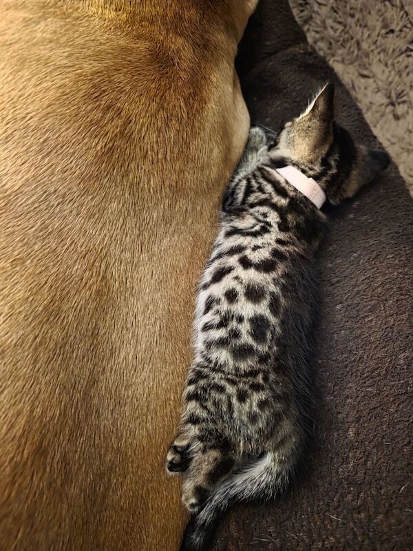 Bengal kittens for sale in Colchester, Essex – 8 weeks old - Image 2 of 3