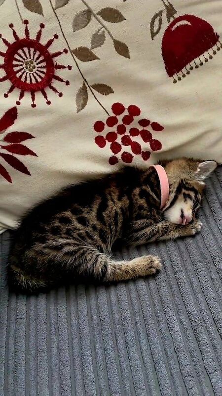 Bengal kittens for sale in Colchester, Essex – 8 weeks old - Image 3 of 3