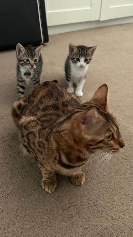 Bengal x Turkish van boy kittens for sale in Greenford, Greater London