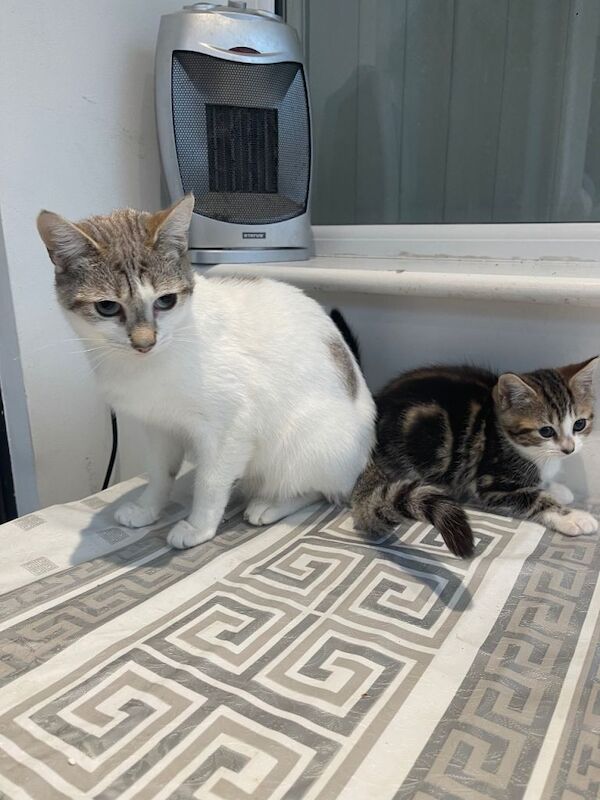 Bengal kittens for sale in Kearsley, Greater Manchester – 8 weeks old