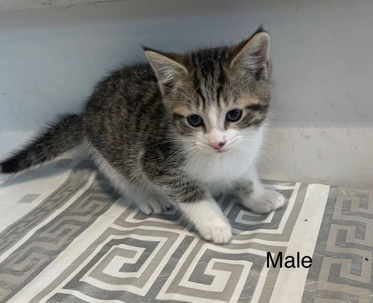 Bengal kittens for sale in Kearsley, Greater Manchester β 8 weeks old - Image 2 of 5