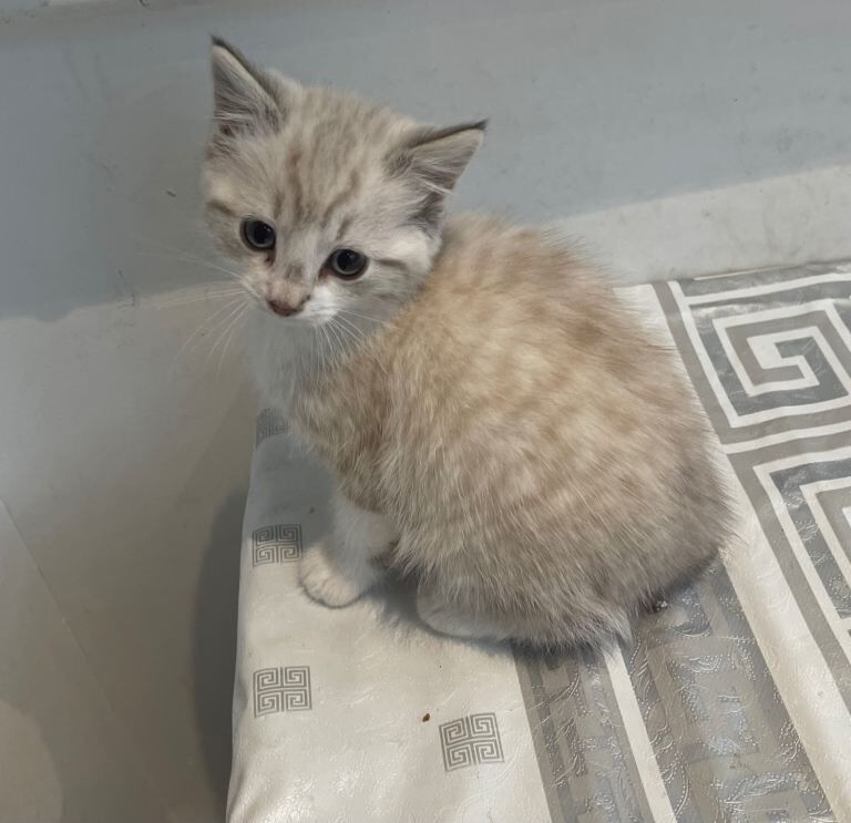 Bengal kittens for sale in Kearsley, Greater Manchester β 8 weeks old - Image 3 of 5